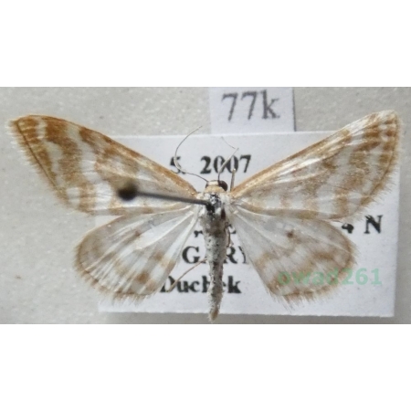 Idaea sericeata (Hübner, 1813) Krocznik rzędzik Hungaria77k